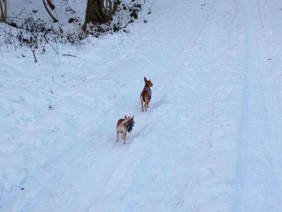 Chihuahua Alberte billede 12