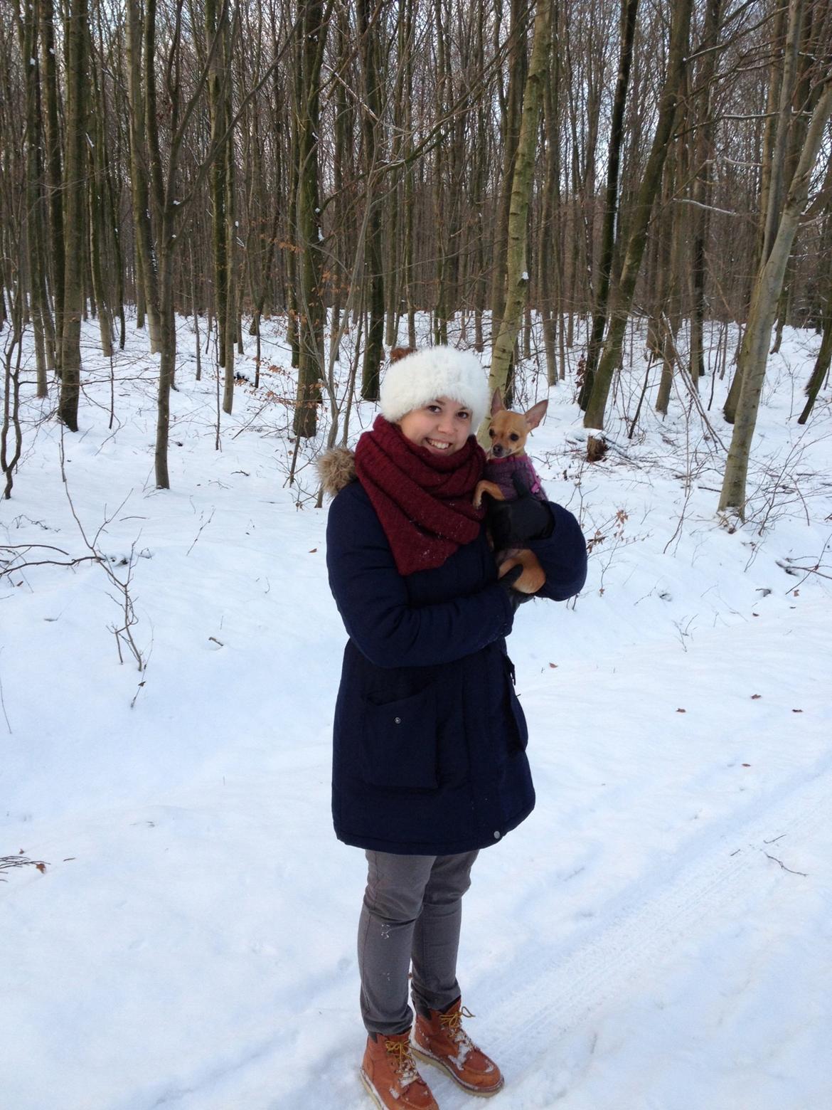 Chihuahua Alberte - Gåtur i sneen dec. 2012 billede 3