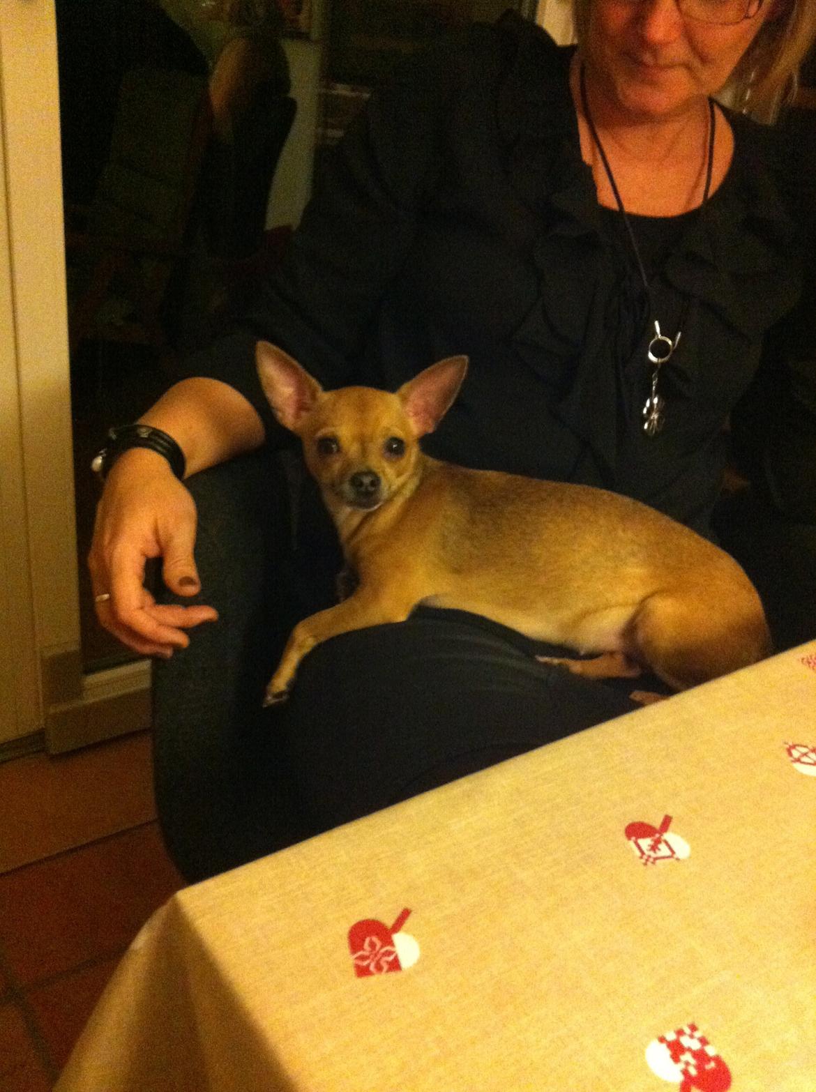 Chihuahua Alberte - Skødehund til det mindste :) billede 1