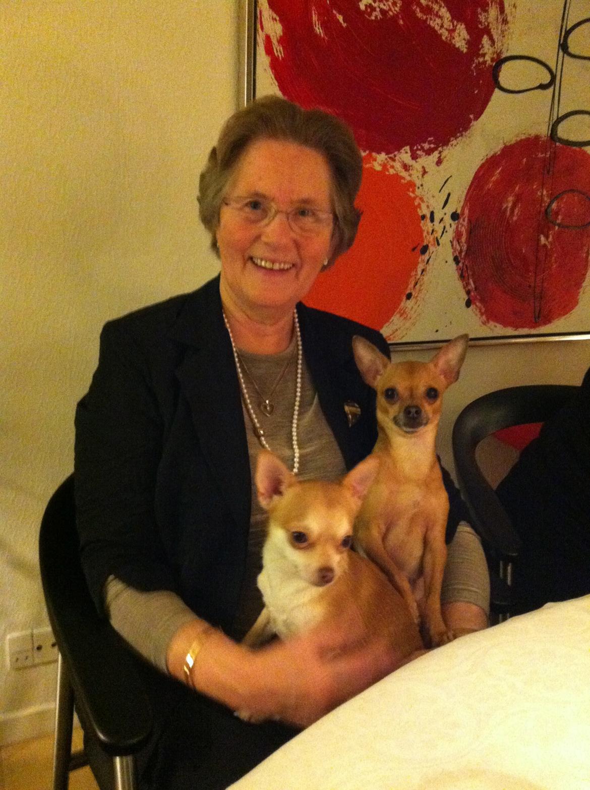 Chihuahua Alberte billede 4