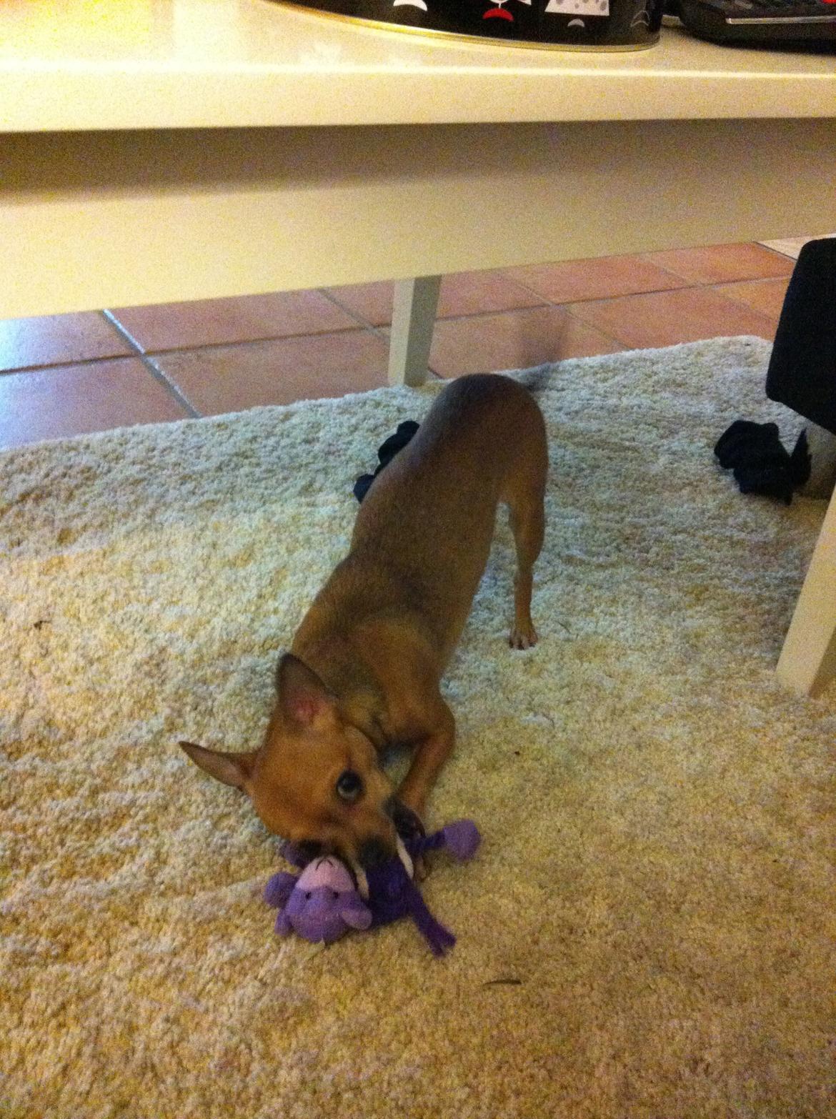 Chihuahua Alberte - Julegave fra Cody :)! 2012 billede 13