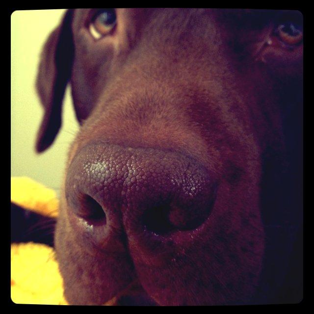 Labrador retriever Otto - Velkommen til Ottos profil! :-) læg gerne en kommentar og en bedømmelse :-) billede 1