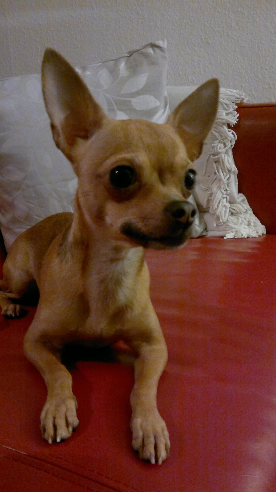 Chihuahua Alberte billede 15