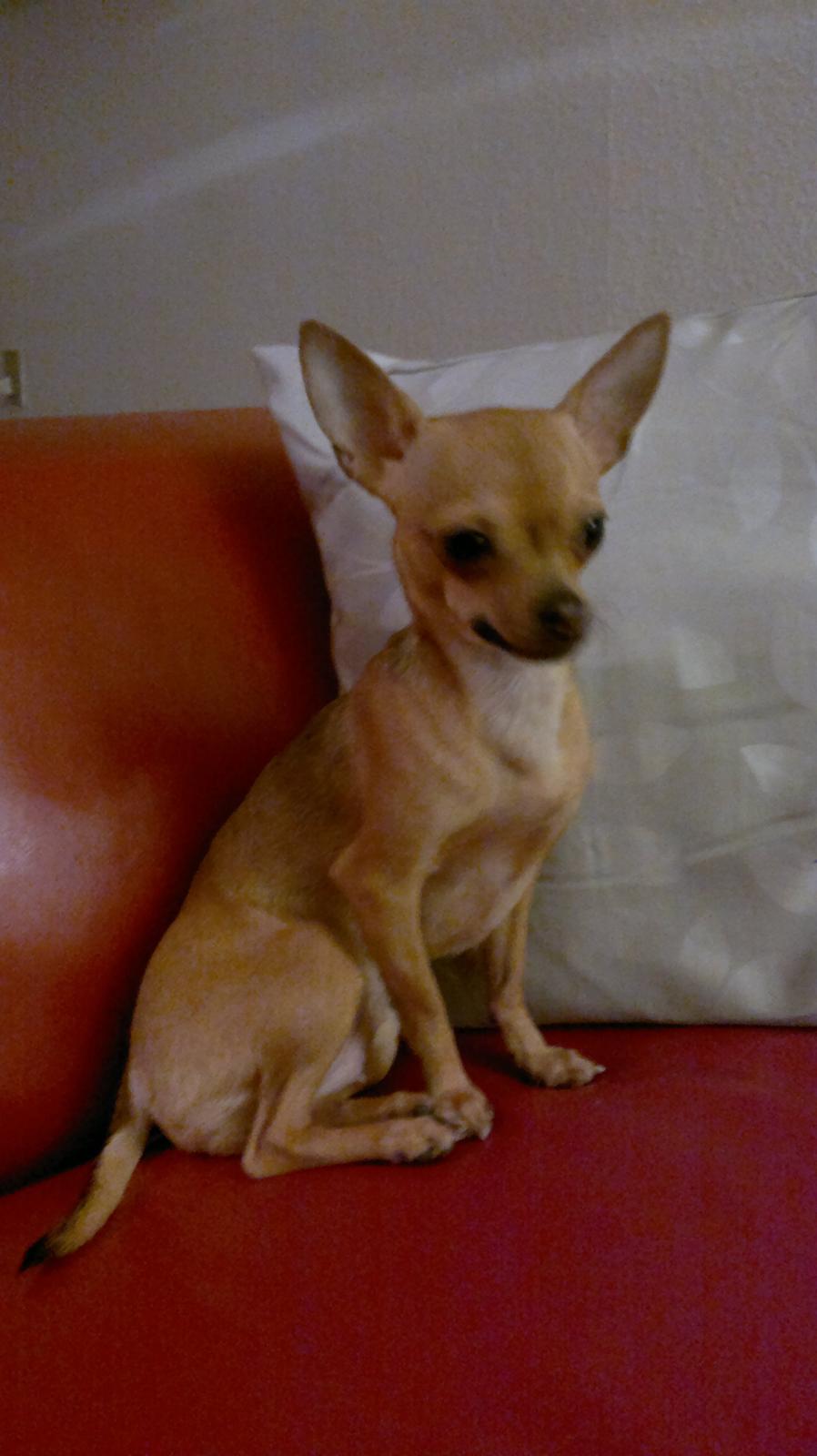 Chihuahua Alberte - Meget majestætisk <3 billede 2