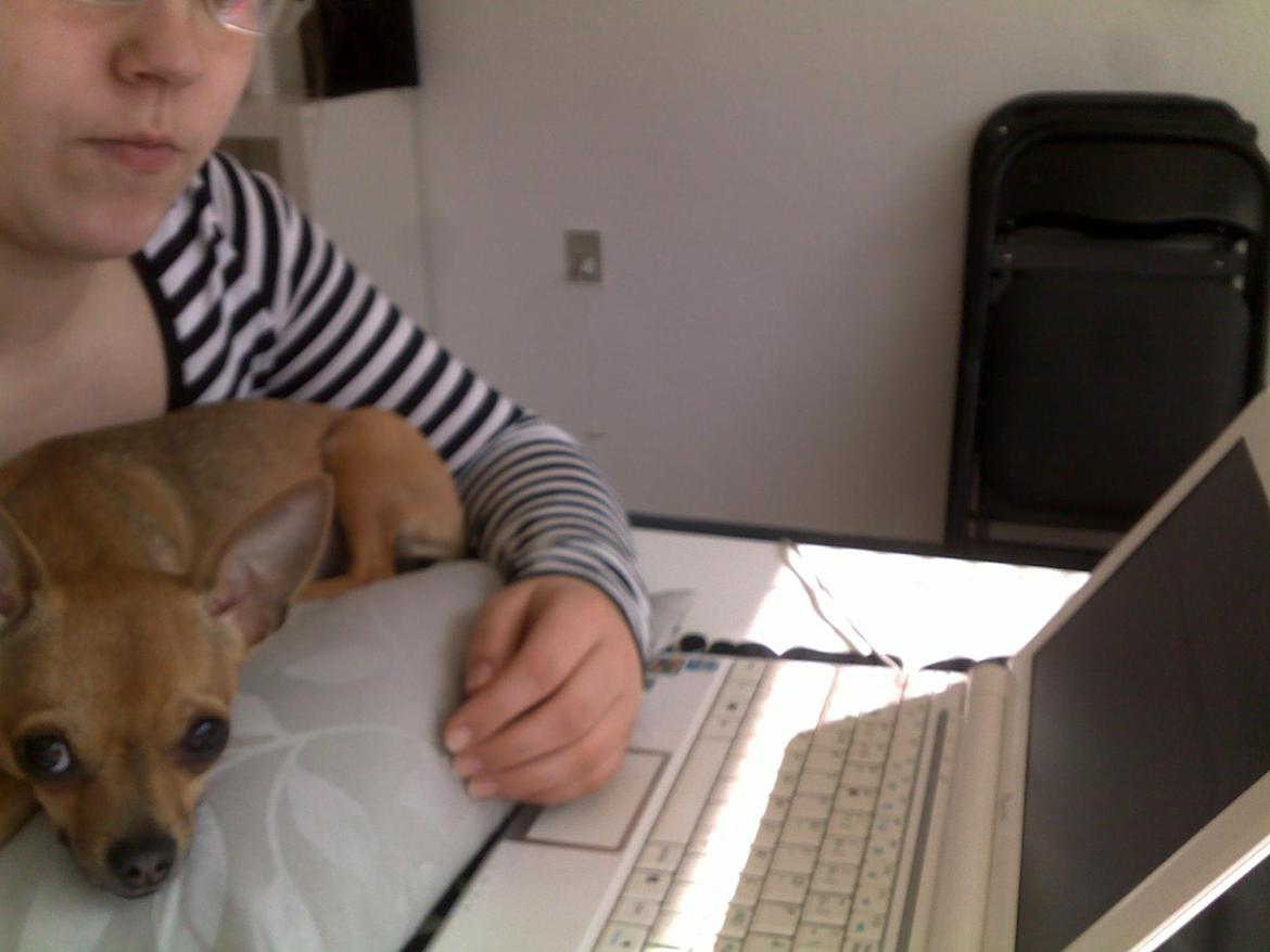 Chihuahua Alberte - Opgave skrivning <3 billede 16