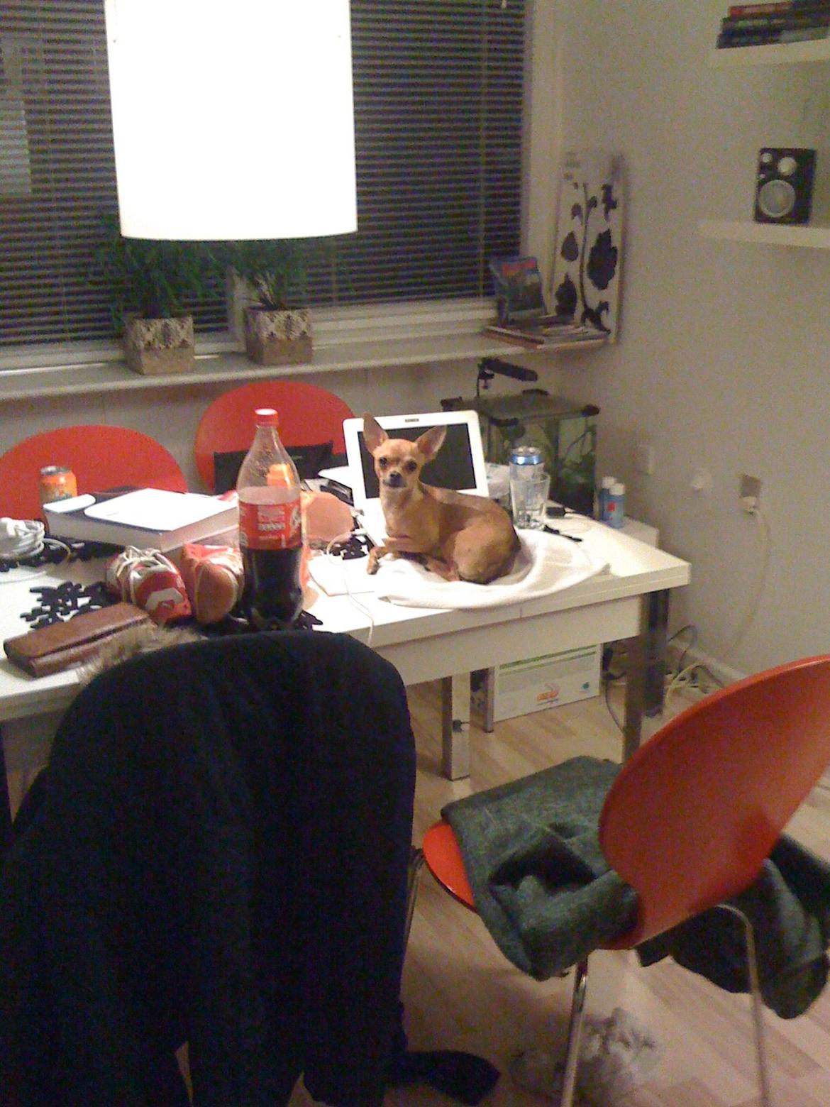 Chihuahua Alberte - Eksamens skrivning - Alberte er en trofast støtte :) (Tag jer ikke af eksamens rodet) billede 17