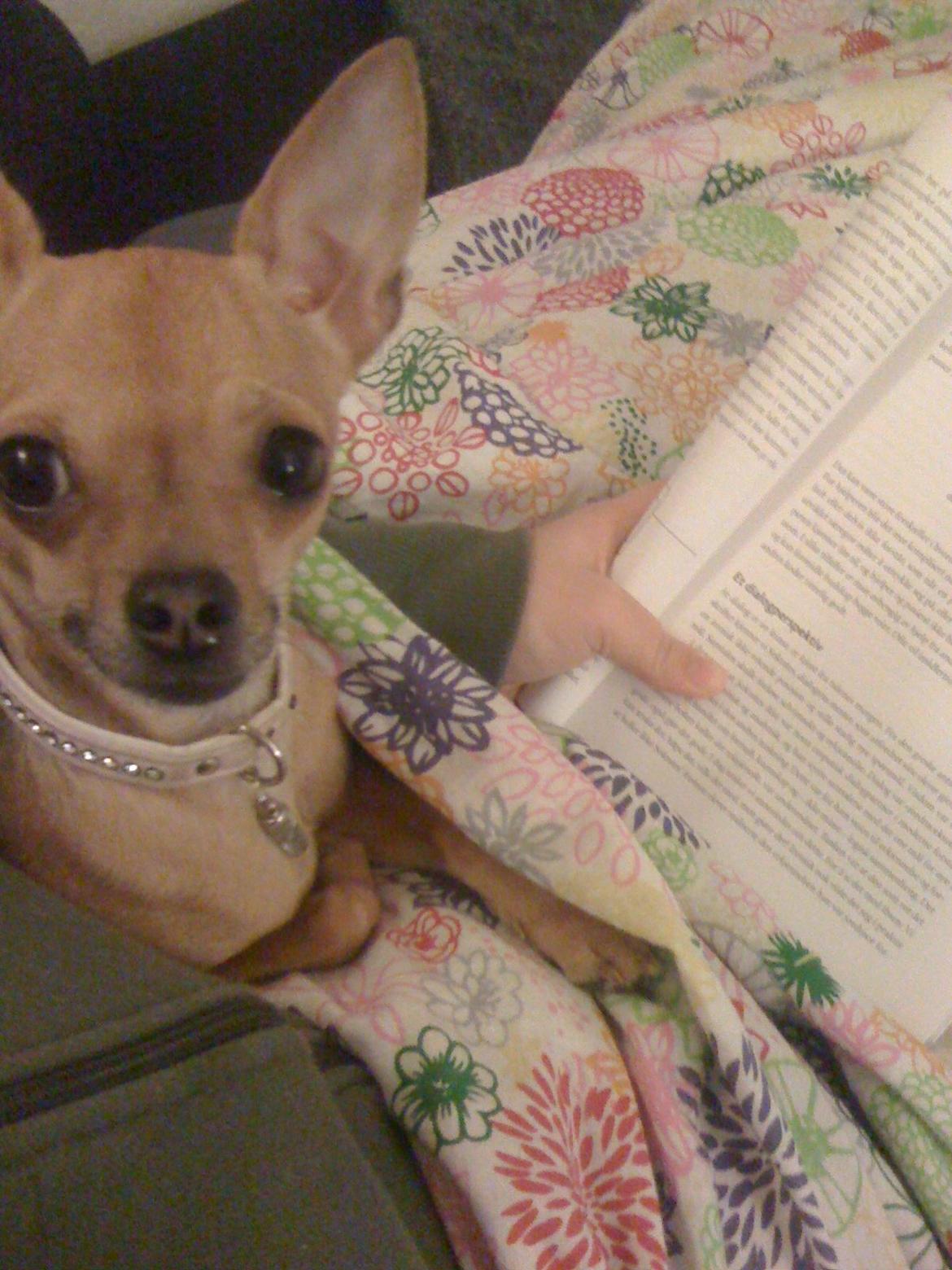 Chihuahua Alberte - Alberte hjælper med lektie læsningen billede 5