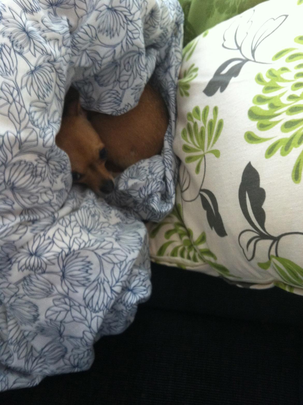 Chihuahua Alberte - Elsker at sove i huler billede 18