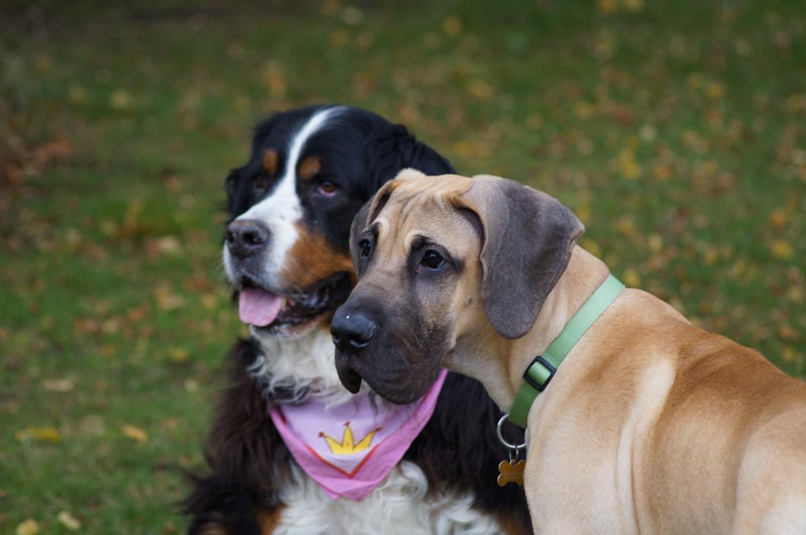 Grand danois The King and I prince Alain  -  Loke - sammen med legeveninde Nikita billede 15
