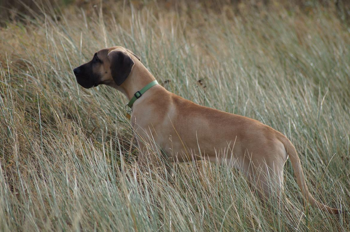 Grand danois The King and I prince Alain  -  Loke billede 16