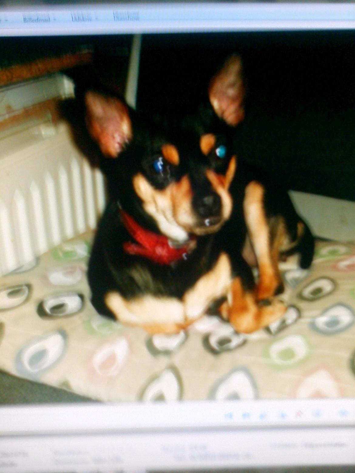 Dvaergpinscher Sandi - sandi 9 mdr billede 1