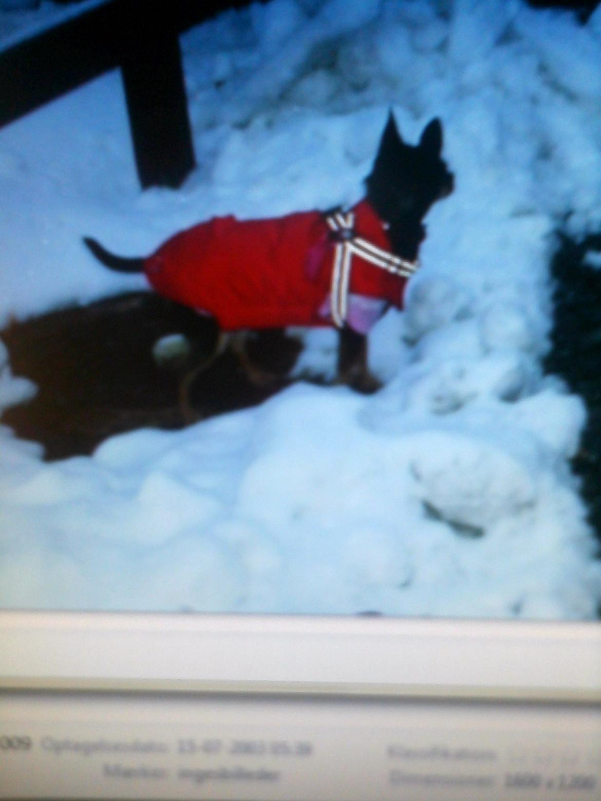 Dvaergpinscher Sandi - sandi 11mdr i sneen billede 2