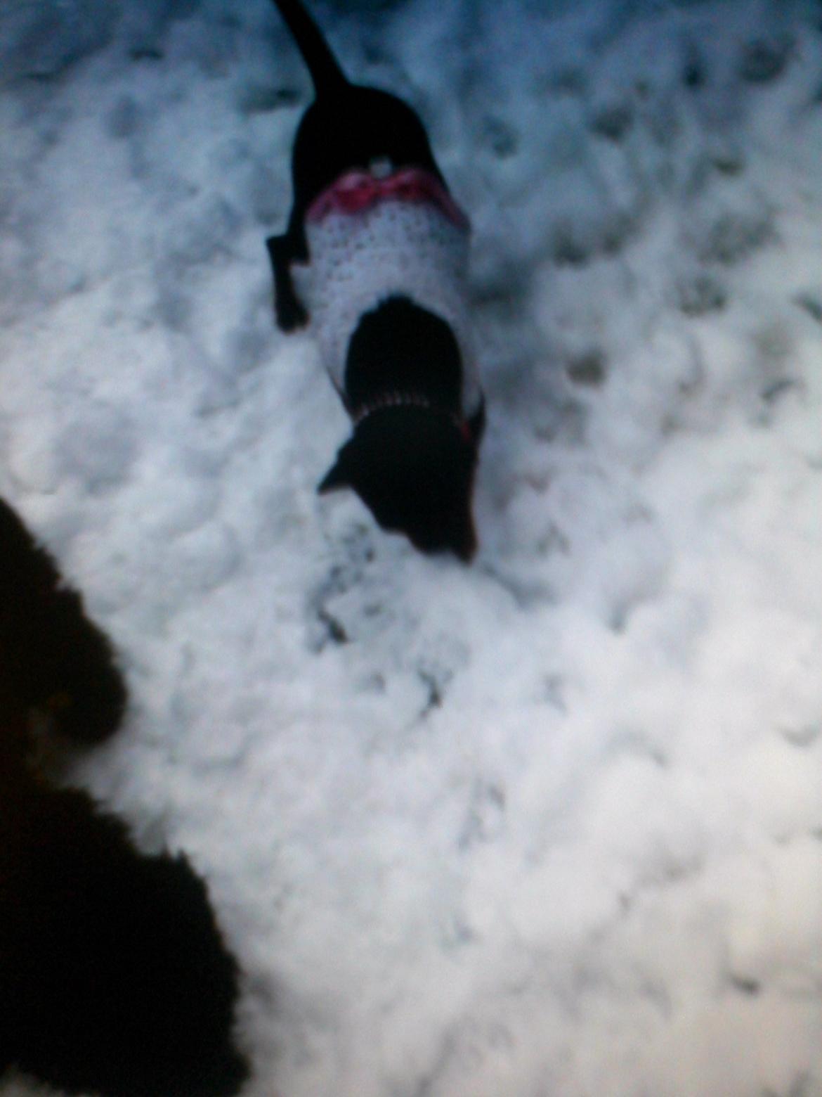 Dvaergpinscher Sandi - sandi i sneen i haven hun elsker sne. billede 3