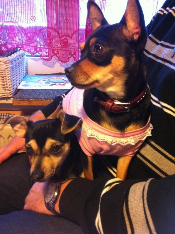 Dvaergpinscher Sandi - sandi 12 mdr med sin legekamarat ziggi også 1 år billede 5