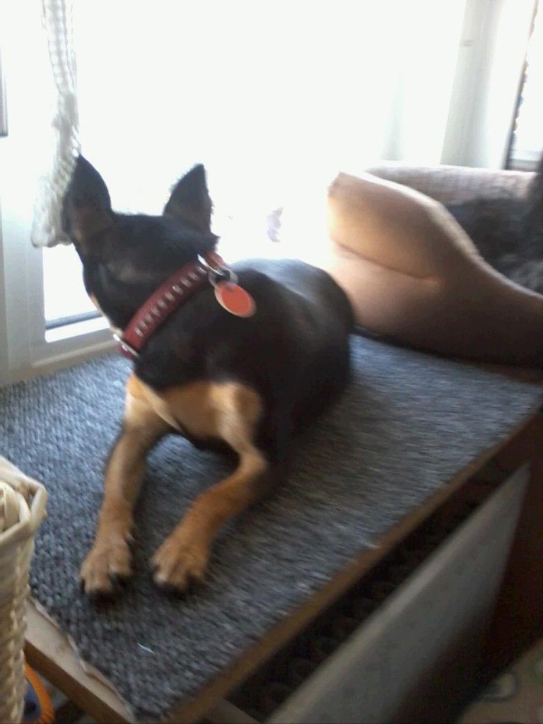 Dvaergpinscher Sandi - sandi på sin ynglingsplads i vindueskarmen,så man kan se hvad der foregård billede 6