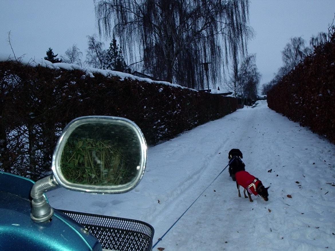 Dvaergpinscher Sandi - sandi på tur med sin storesøster ghitta  billede 7