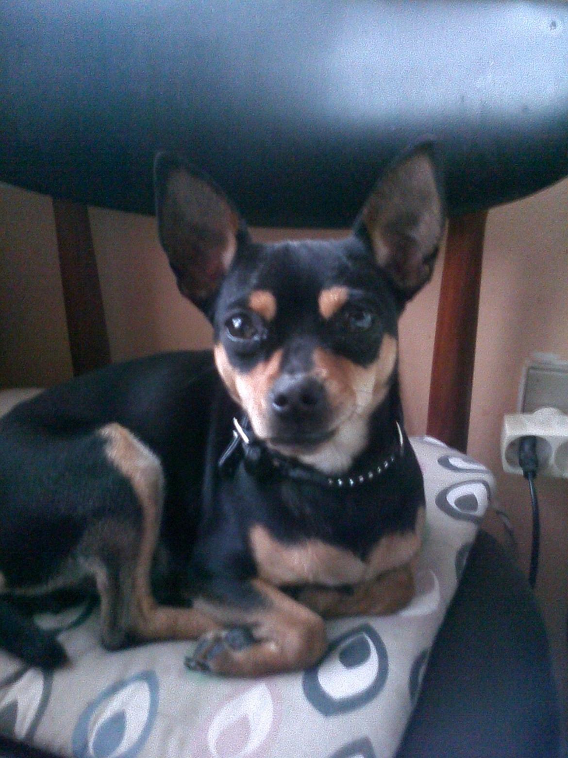 Dvaergpinscher Sandi billede 8