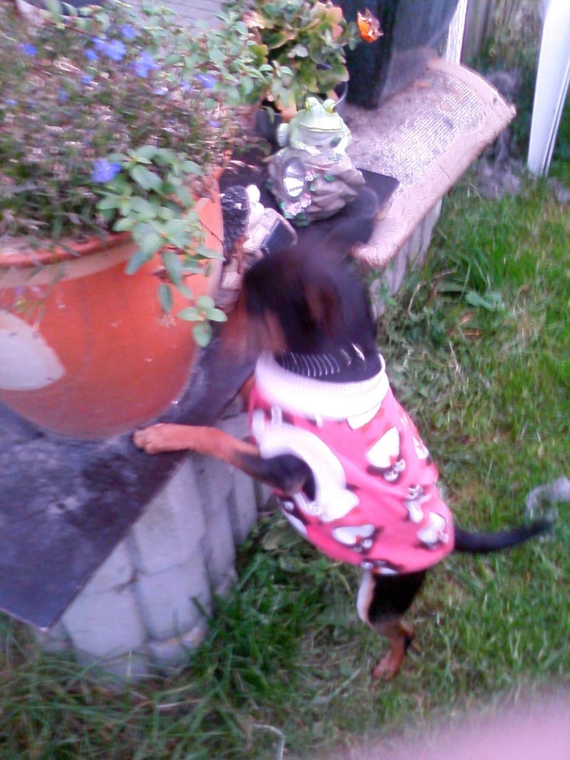 Dvaergpinscher Sandi - sandi i haven billede 9