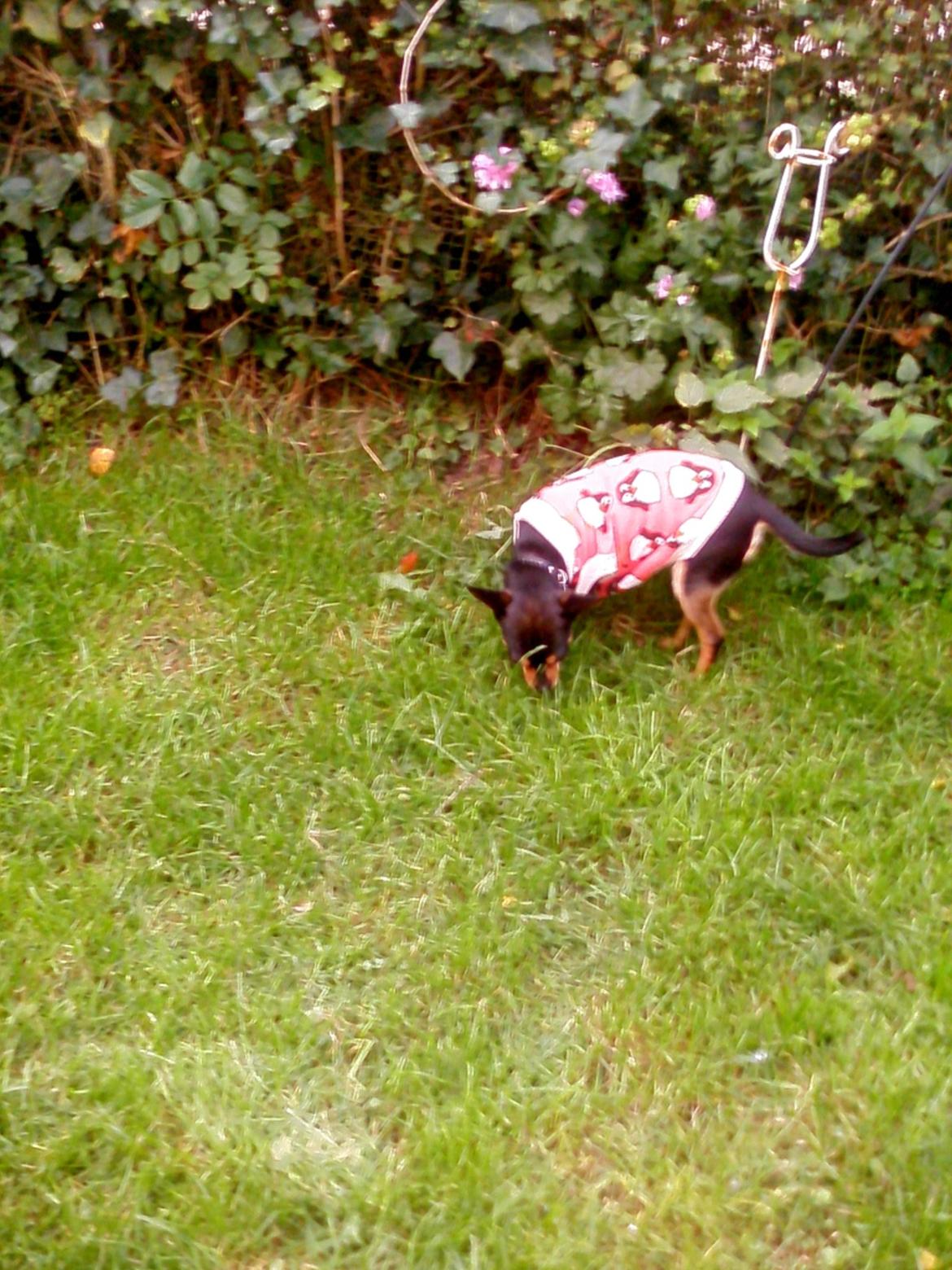 Dvaergpinscher Sandi billede 10