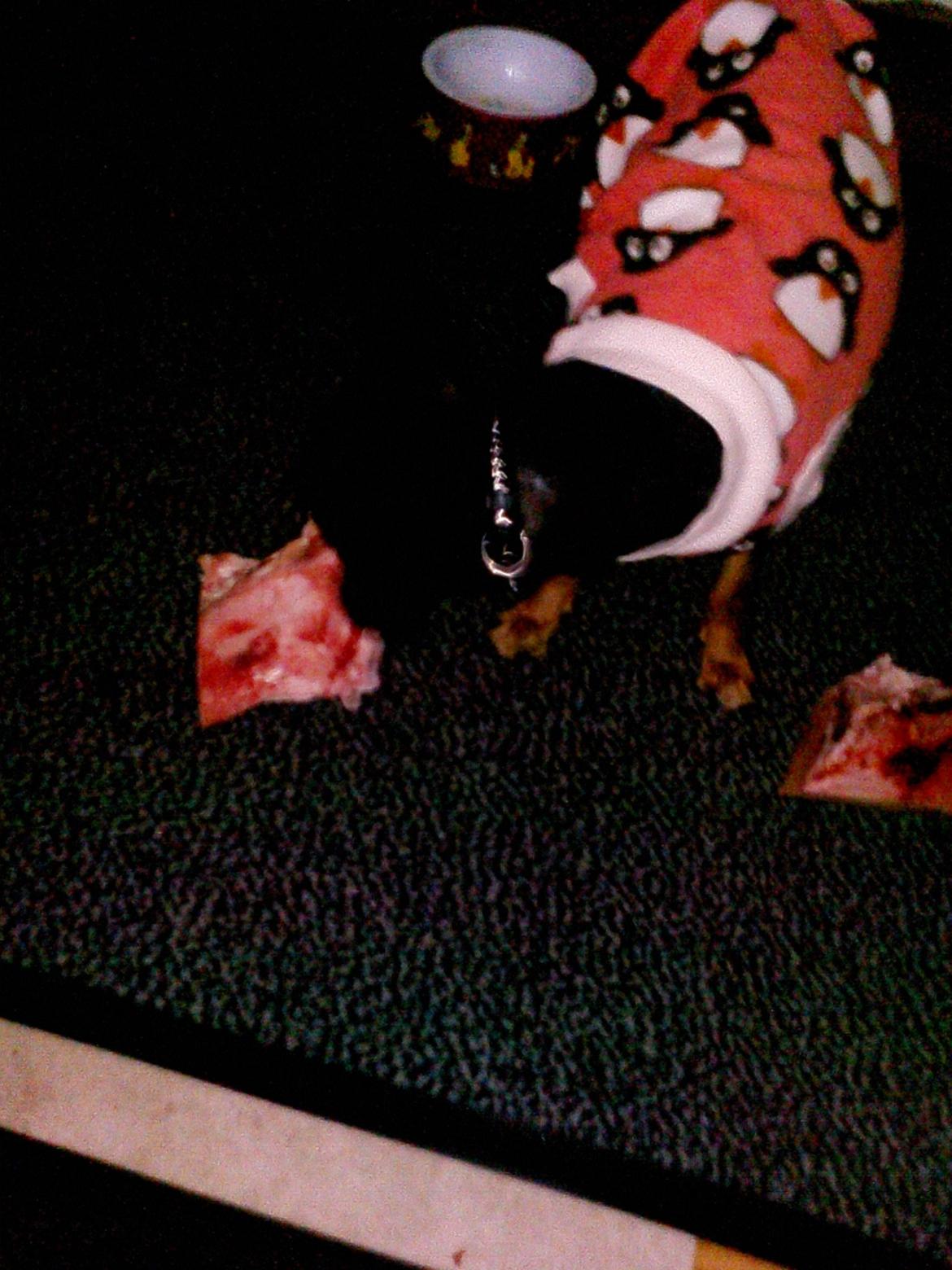 Dvaergpinscher Sandi - sandi med et stort okseben billede 11