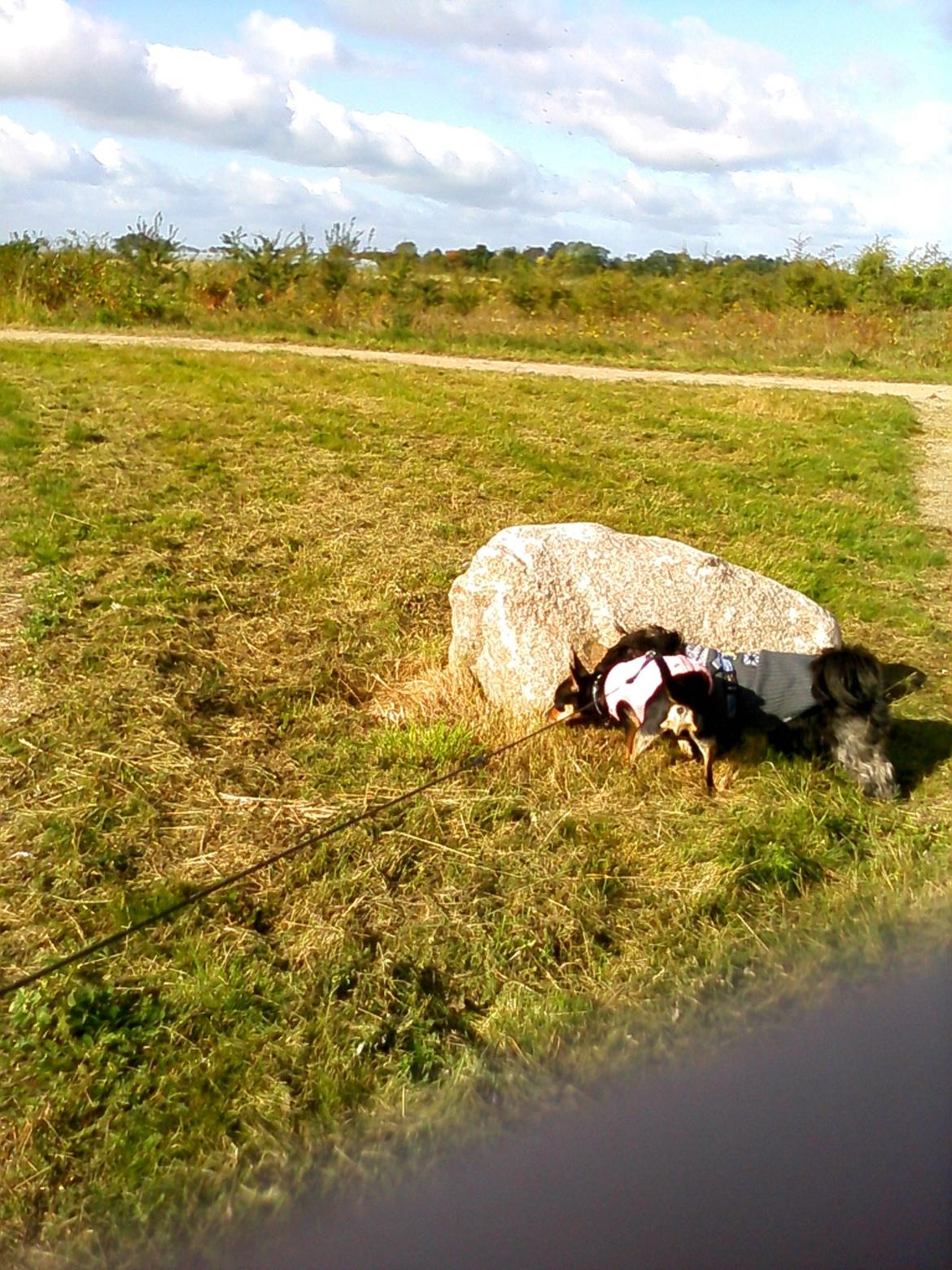 Dvaergpinscher Sandi - sandi og ghitta snuser der er nemlig hanhunde der tisser billede 12