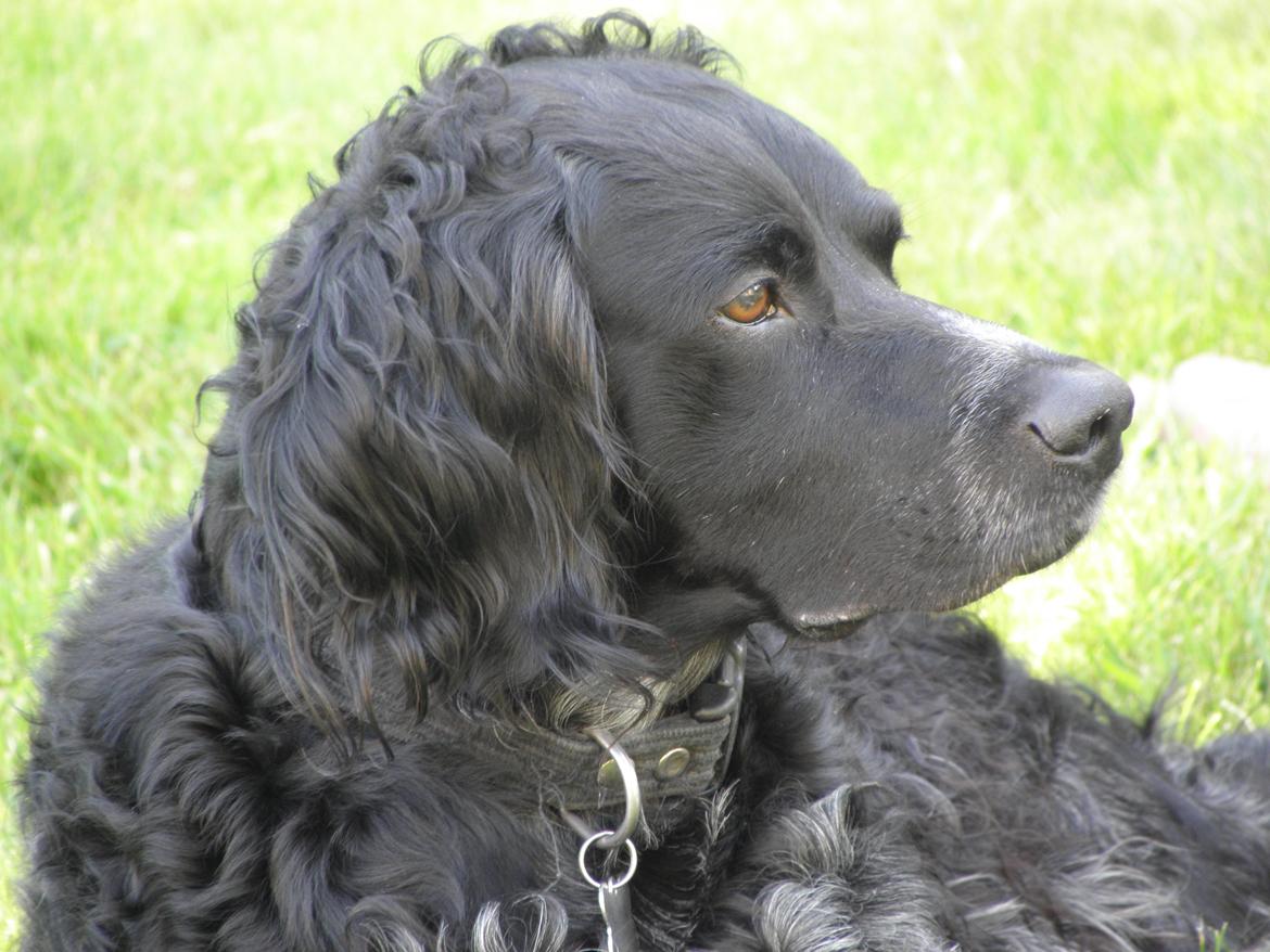 Breton Loke billede 5