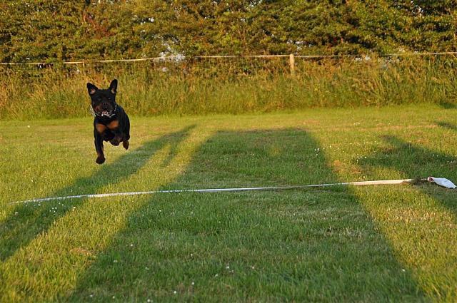 Rottweiler Sjellebro Djernis (Boris) billede 2