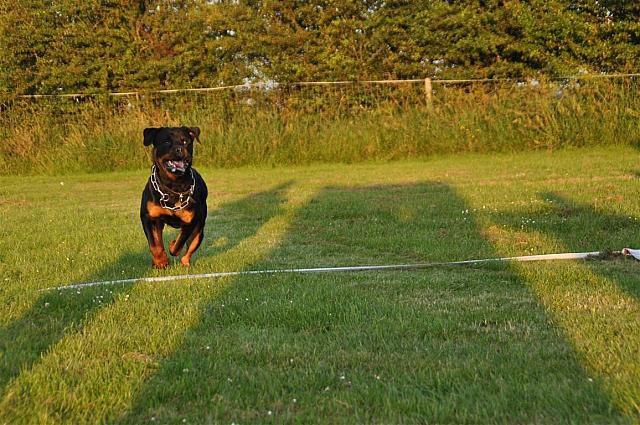 Rottweiler Sjellebro Djernis (Boris) billede 3