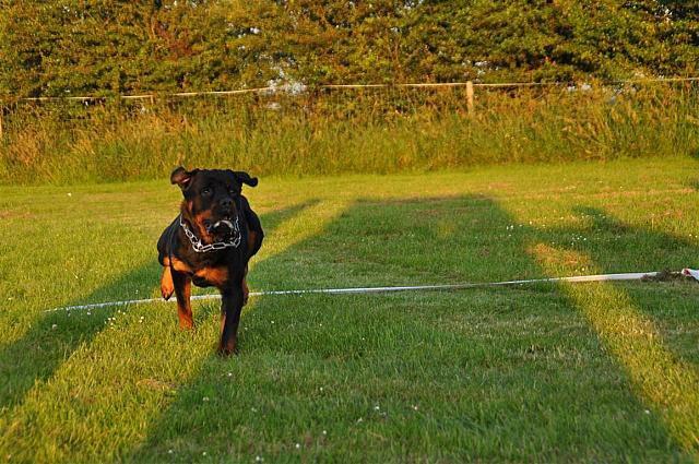 Rottweiler Sjellebro Djernis (Boris) billede 4