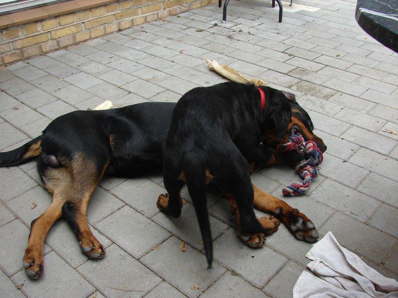 Rottweiler Sjellebro Djernis (Boris) billede 5