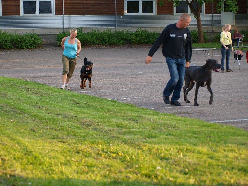 Rottweiler Sjellebro Djernis (Boris) billede 6