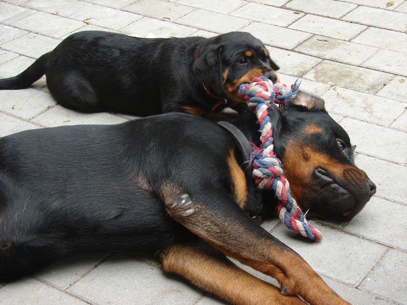 Rottweiler Sjellebro Djernis (Boris) billede 7