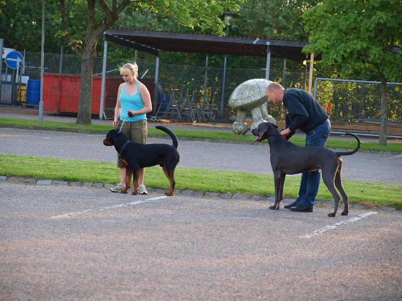 Rottweiler Sjellebro Djernis (Boris) billede 8