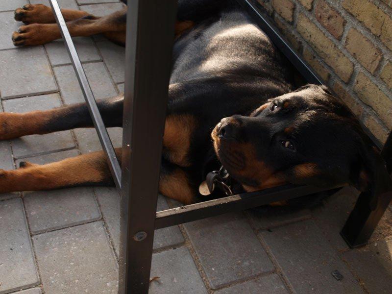 Rottweiler Sjellebro Djernis (Boris) billede 9