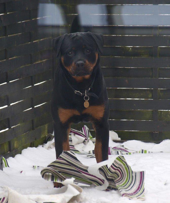 Rottweiler Sjellebro Djernis (Boris) billede 10