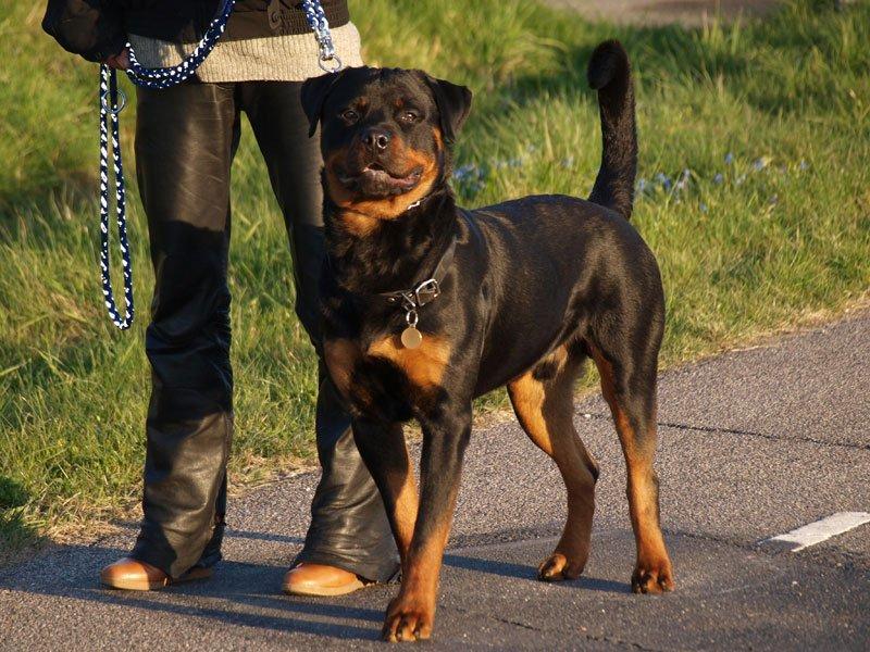 Rottweiler Sjellebro Djernis (Boris) billede 11