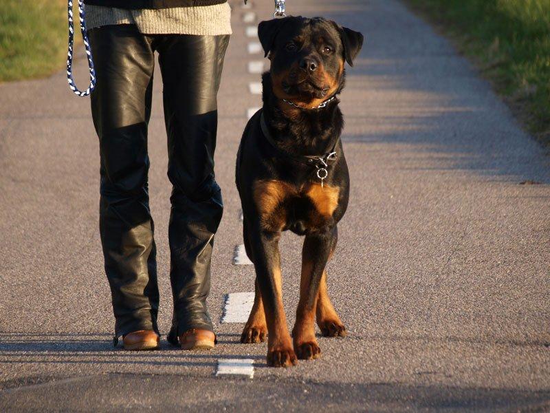 Rottweiler Sjellebro Djernis (Boris) billede 12