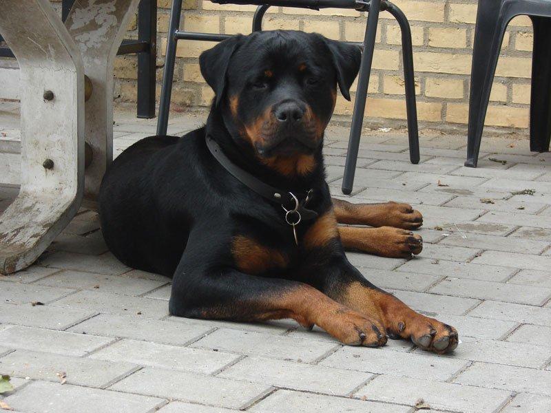 Rottweiler Sjellebro Djernis (Boris) billede 13