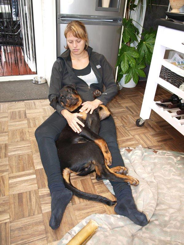 Rottweiler Sjellebro Djernis (Boris) billede 15