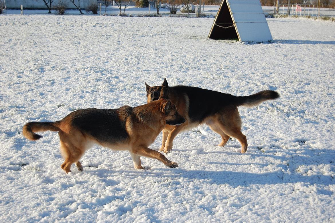 Schæferhund Lyagers Come On Corba - Leg i sne. billede 6