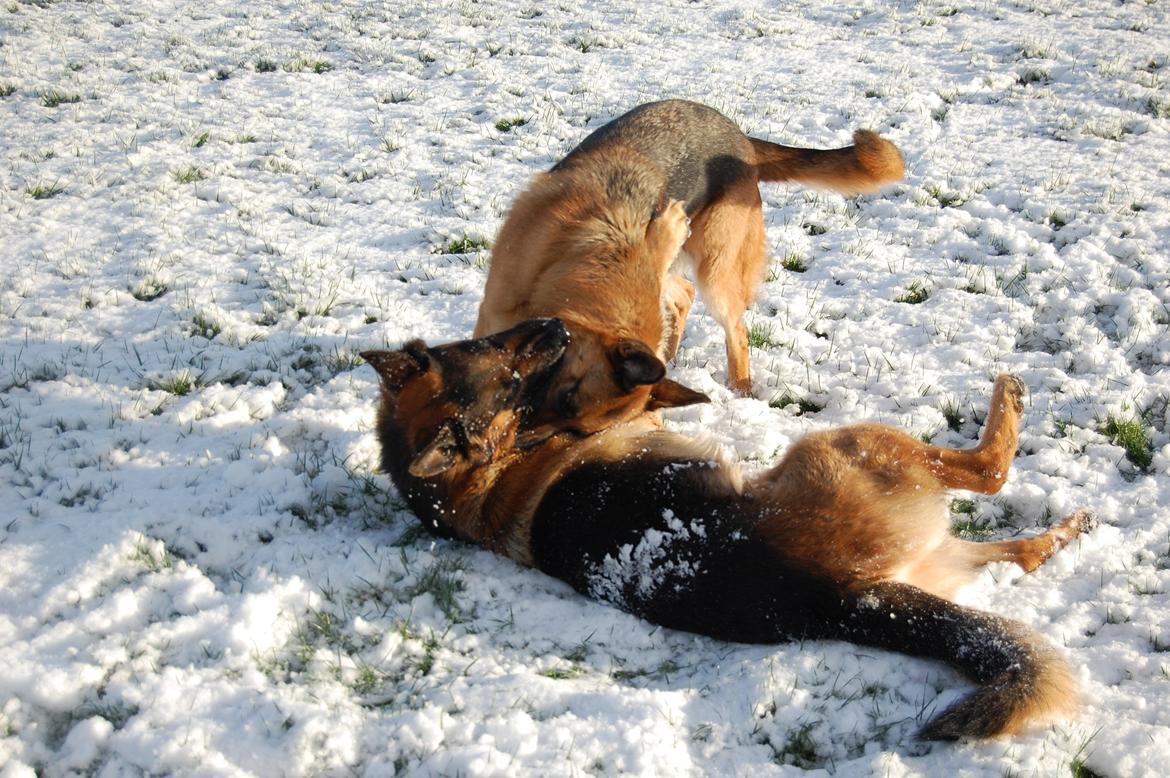 Schæferhund Lyagers Come On Corba - Nu har jeg dig... billede 7