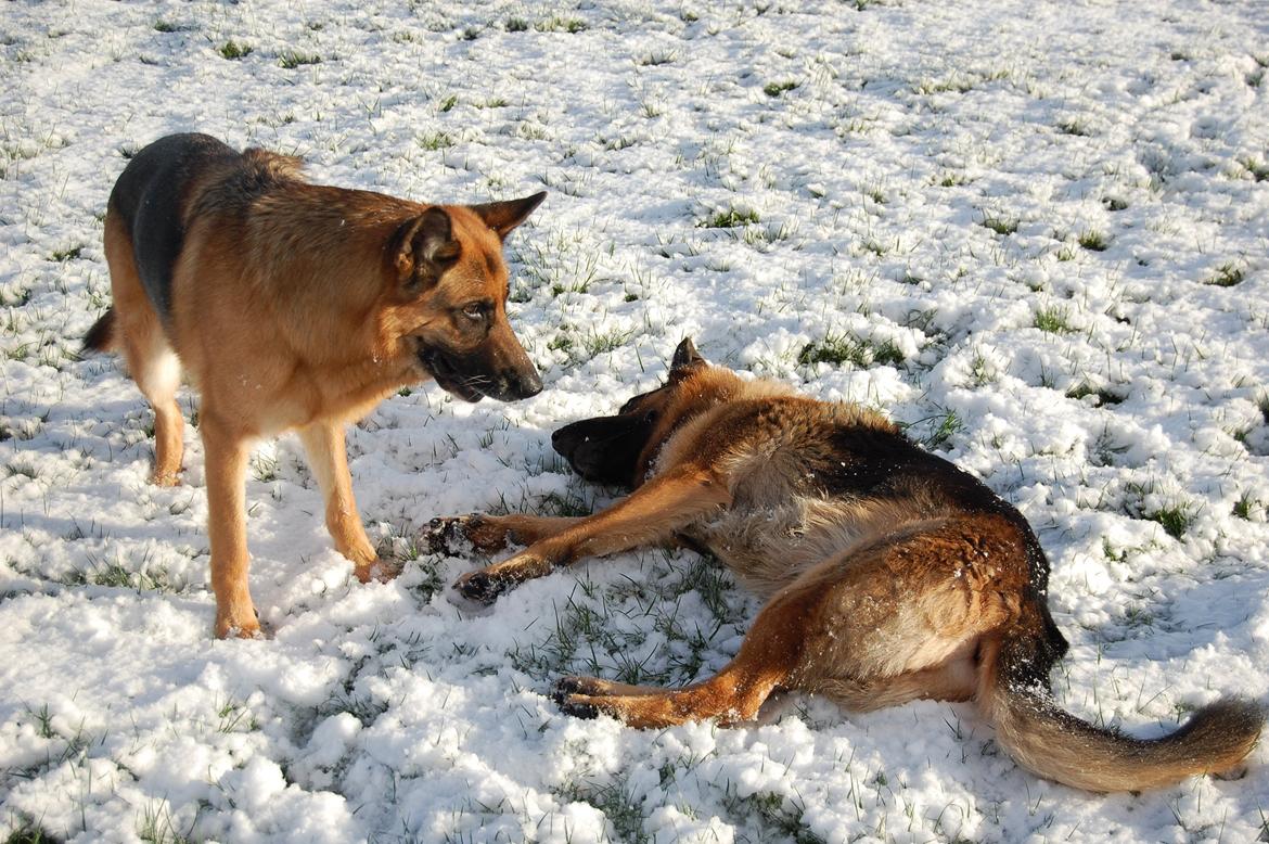 Schæferhund Lyagers Come On Corba - Så nu er Corba død :-) billede 9