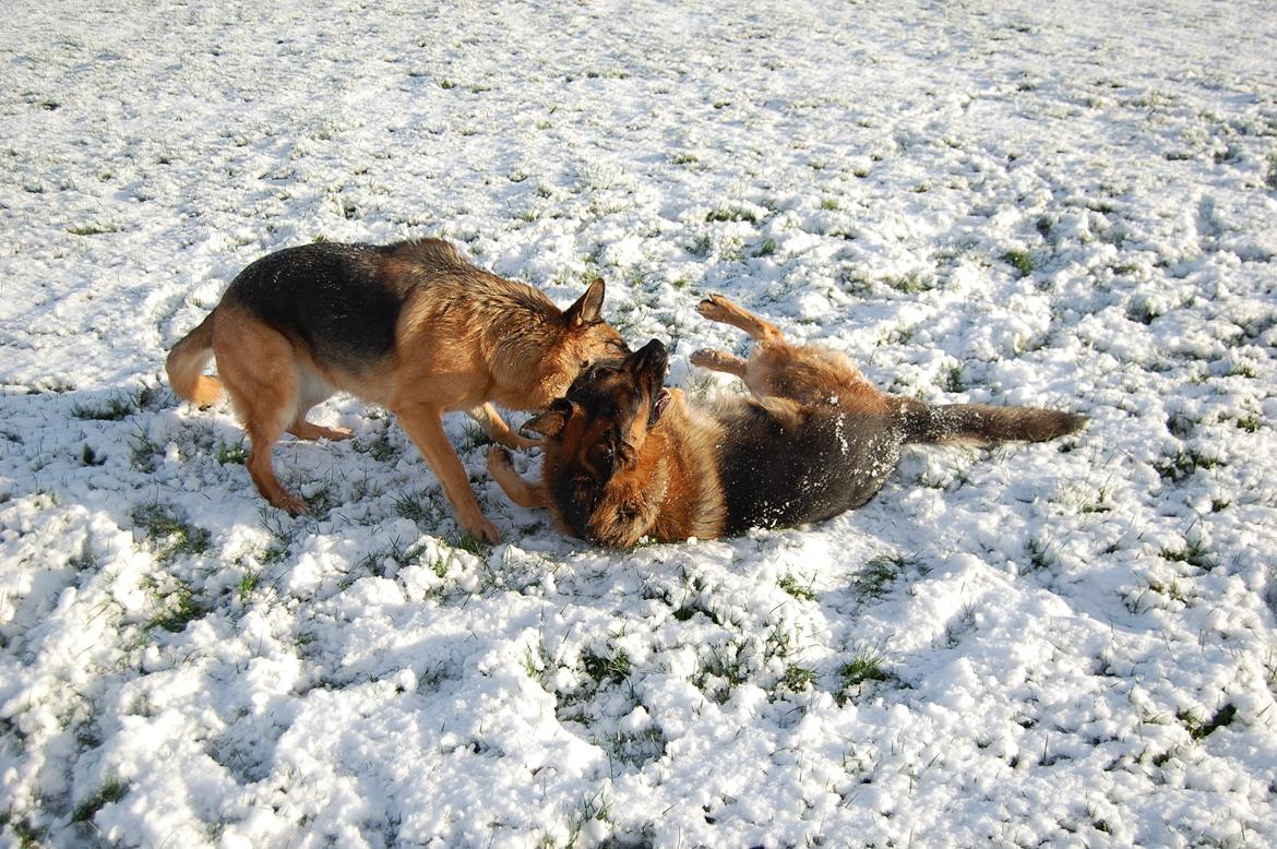 Schæferhund Lyagers Come On Corba - Overgiv dig... billede 8