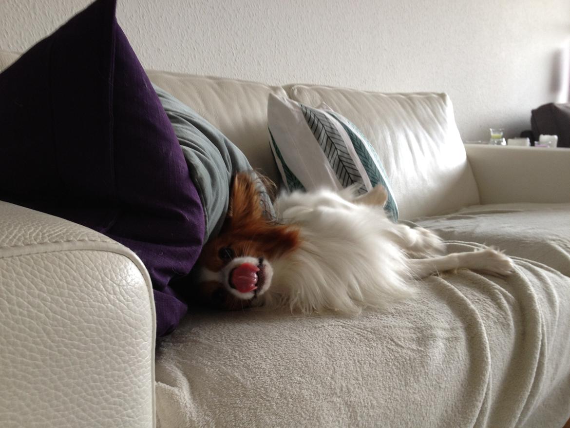 Papillon Payo billede 2