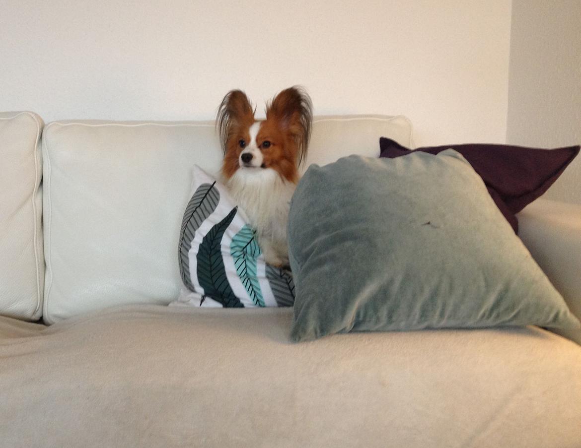 Papillon Payo billede 3