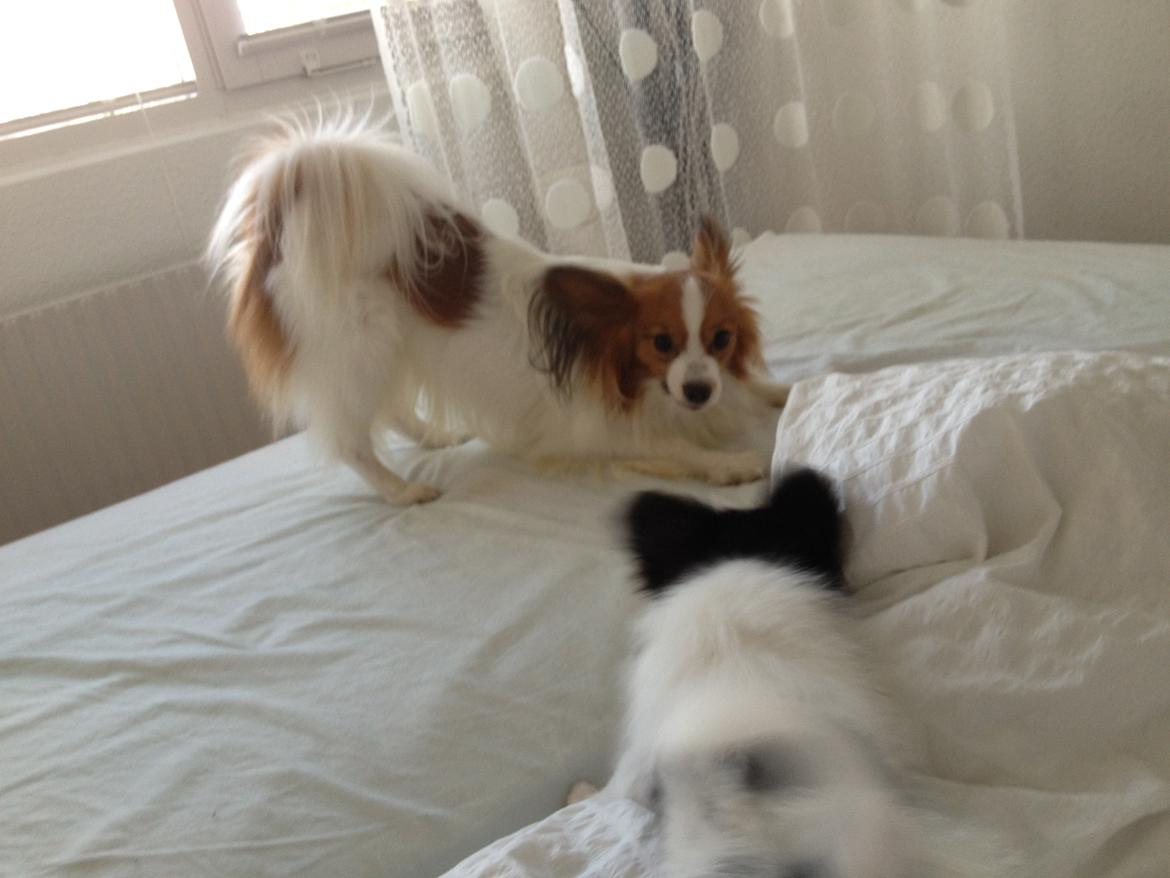 Papillon Payo billede 5