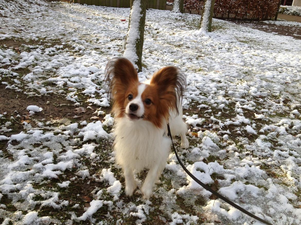 Papillon Payo billede 1