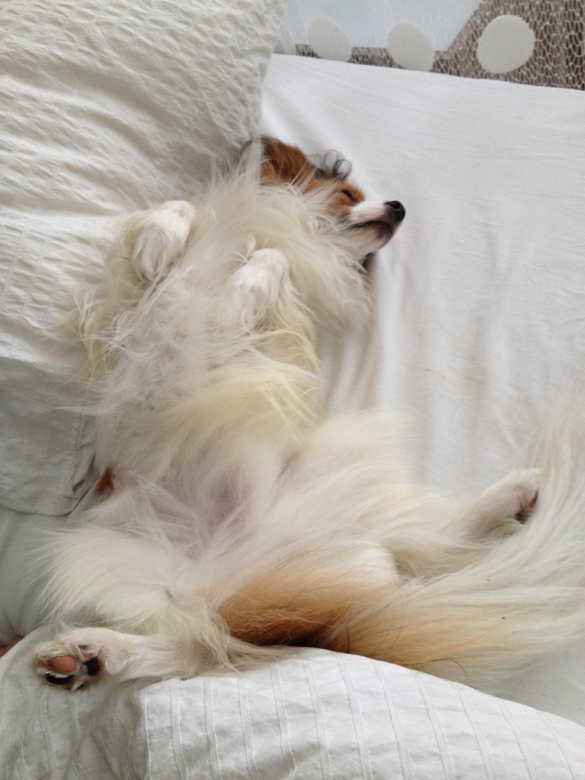 Papillon Payo billede 4