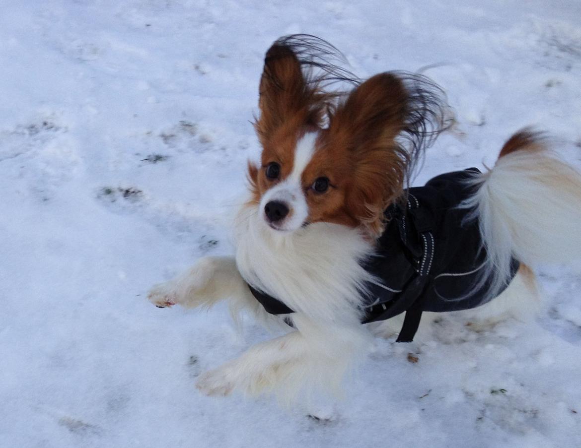 Papillon Payo billede 6