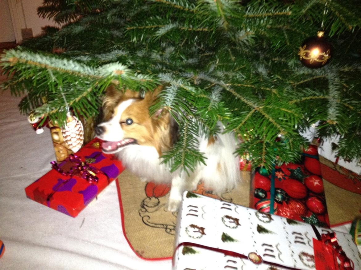 Papillon Payo billede 8